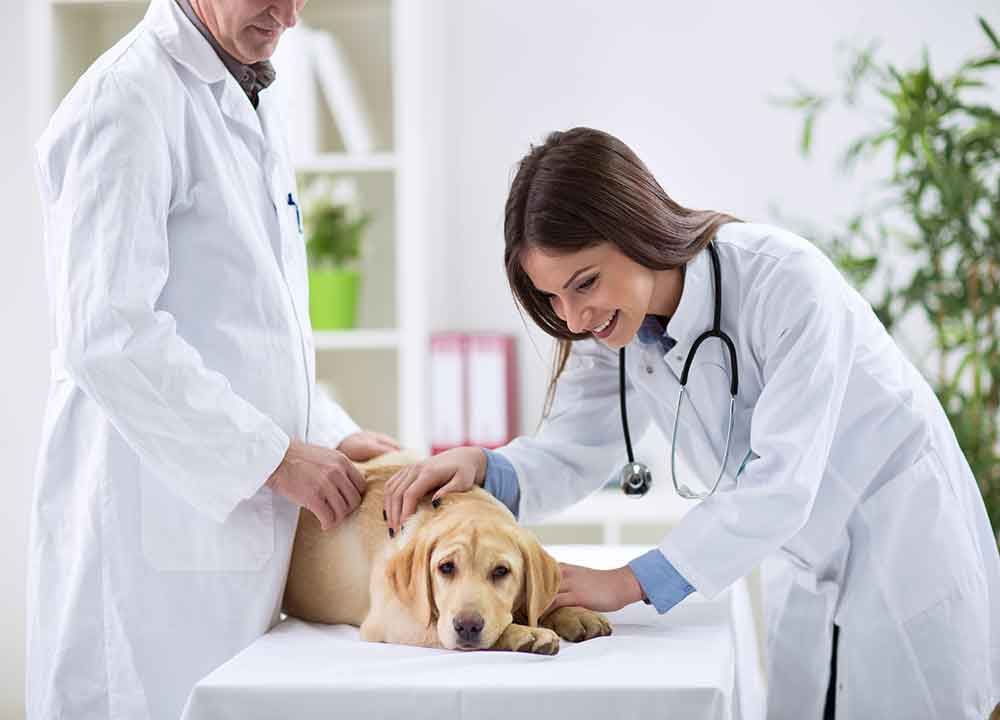 Pets and Pet Care